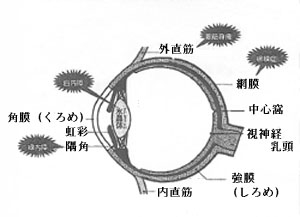 iifig1